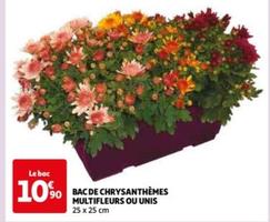 Bac De Chrysanthèmes Multifleurs Ou Unis