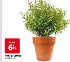 Myrte Fleurie