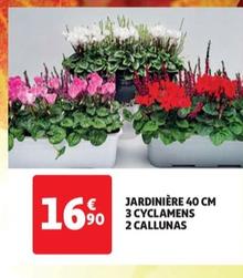 Jardinière 40 Cm 3 Cyclamens 2 Callunas