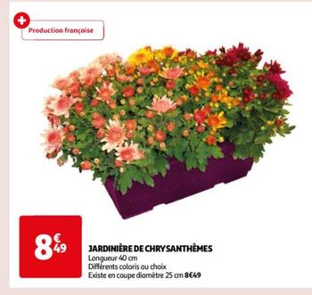 Jardinière De Chrysanthèmes
