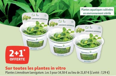 Sur Toutes Les Plantes In Vitro