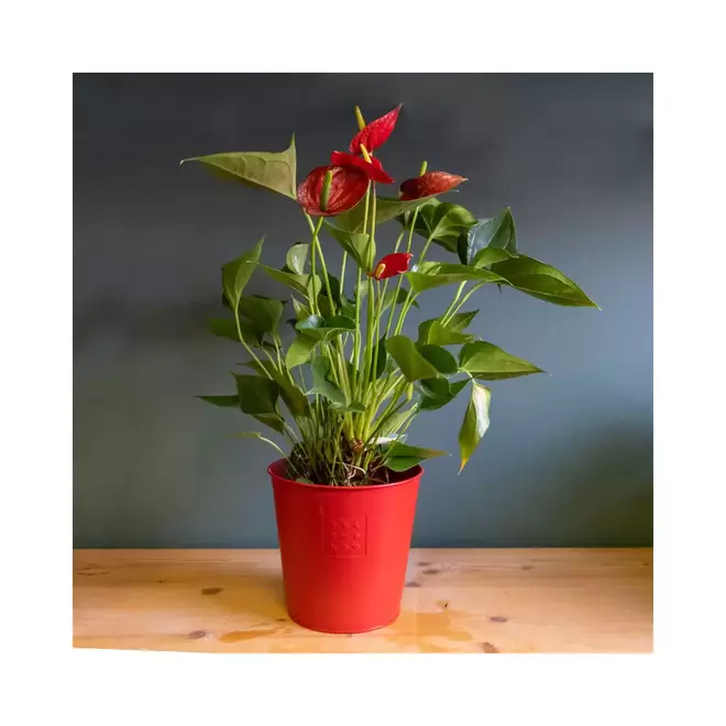 Anthurium offre à 29,9€ sur Le Jardin des Fleurs