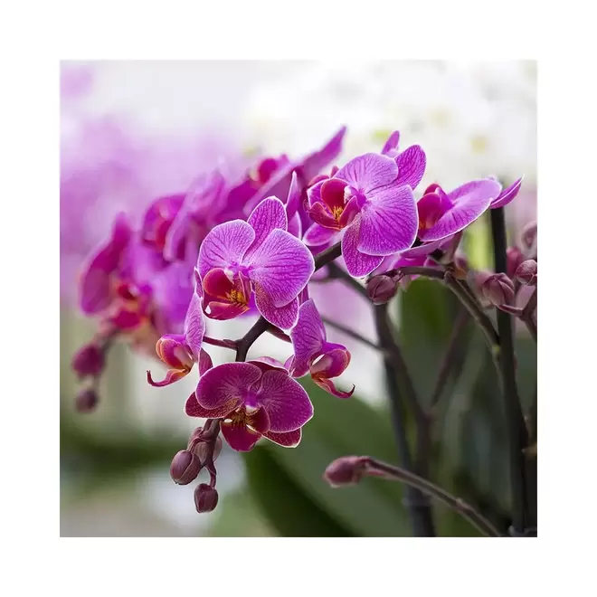 Orchidée rose offre à 32,9€ sur Le Jardin des Fleurs