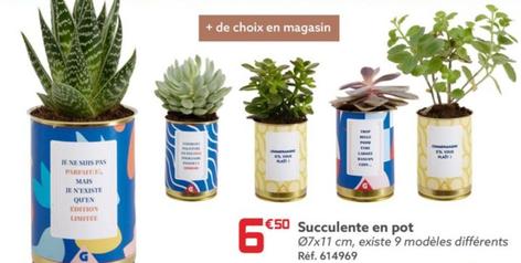 Succulente En Pot