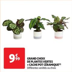 Grand Choix De Plantes Vertes + Cache Pot Ceramique
