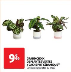 grand choix de plantes vertes + cache pot ceramique