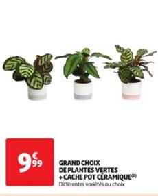 Grand Choix De Plantes Vertes +cache Pot Céramique