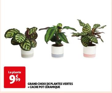 Grand Choix De Plantes Vertes + Cache Pot Ceramique