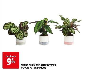 Grand Choix De Plants Vetes + Cache Pot Ceramique