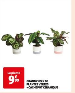 Grand Choix De Plantes Vertes + Cache Pot Ceramique