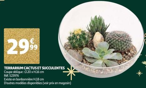 Terrarium Cactus Et Succulentes