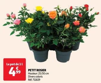 Petit Rosier