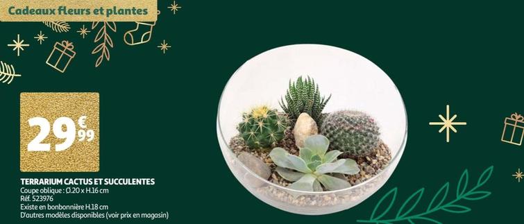terrarium cactus et succulentes