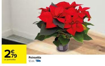 Poinsettia