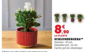 Schlumbergera