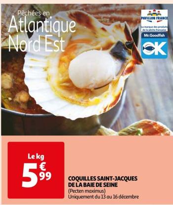 Coquilles Saint-jacques De La Baie De Seine