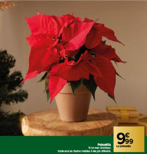 poinsettia