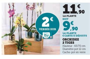 orchidee 2 tiges