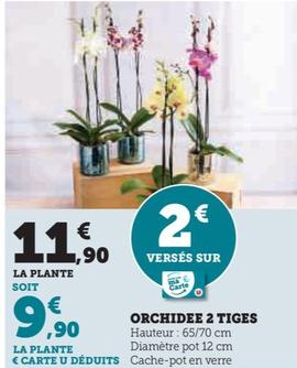 Orchidee 2 Tiges
