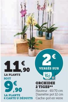 Orchidee 2 Tiges