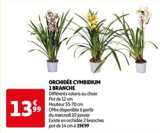Orchidée Cymbidium 1 Branche