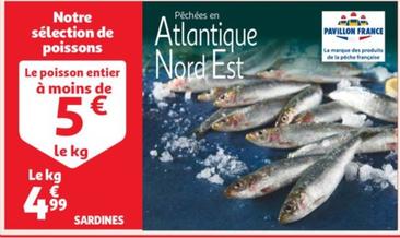 Sardines