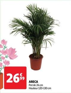 Areca