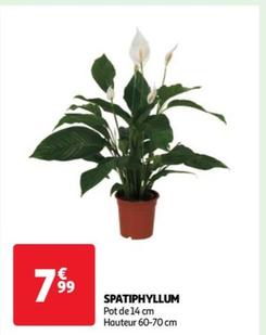 Spatiphyllum