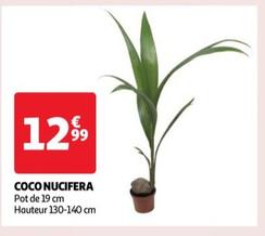 Coco Nucifera