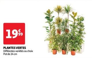 plantes vertes