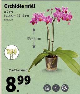 Orchidée Midi