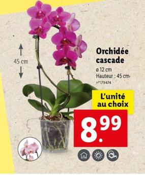 Orchidée Cascade