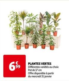 Plantes Vertes