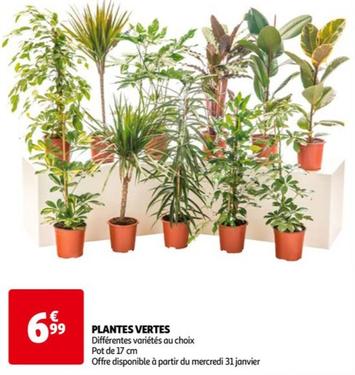 Plantes Vertes