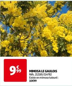 Mimosa Le Gaulois