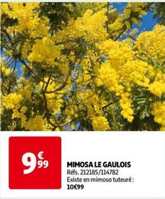 mimosa le gaulois