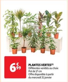 Plantes Vertes
