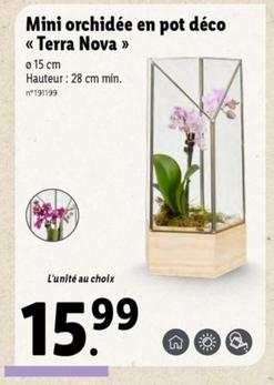 Mini Orchidée En Pot Déco << Terra Nova >>