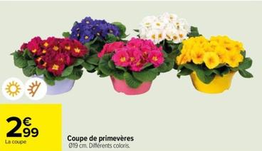 coupe de primevères