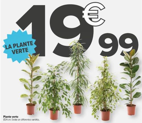 plante verte