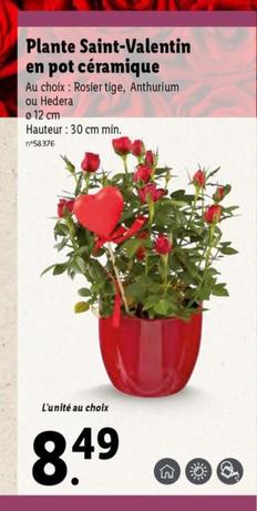 plante saint-valentin en pot céramique