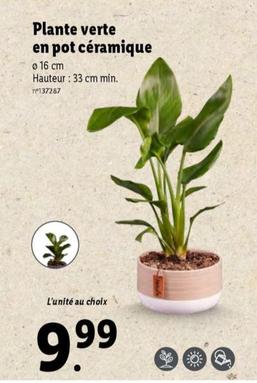 Plante Verte En Pot Céramique offre à 9,99€ sur Lidl