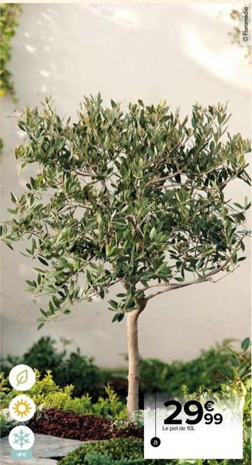 flormedia - olivier tige 