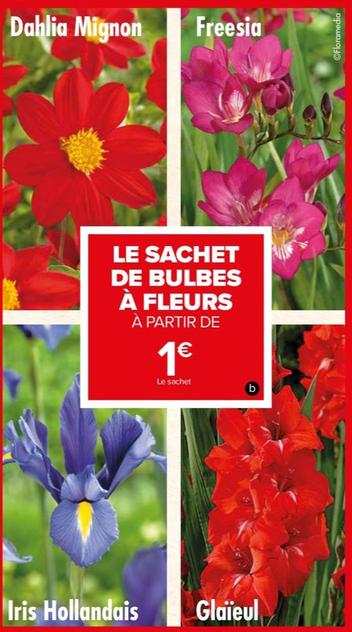Floramedia - Le Sachet De Bulbes À Fleurs