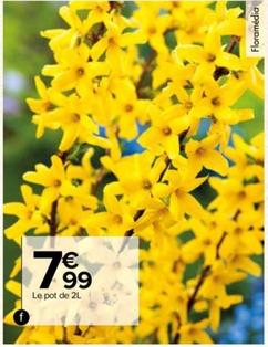 Flormedia - Forsythia