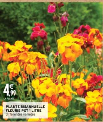 Plante Bisannuelle Fleurie Pot offre à 4,99€ sur Intermarché