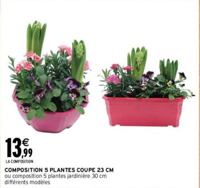 Composition 5 Plantes Coupe offre à 13,99€ sur Intermarché