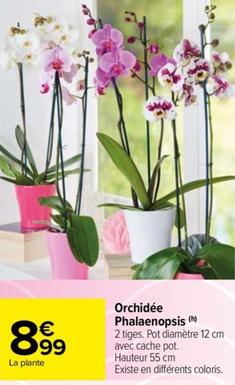 orchidées