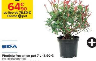 Photinia Fraseri En Pot 7l