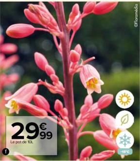 floramédia - yucca rouge